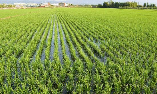 5月28日,袁隆平海水稻团队——青岛海水稻研究发展中心和袁米农业科技