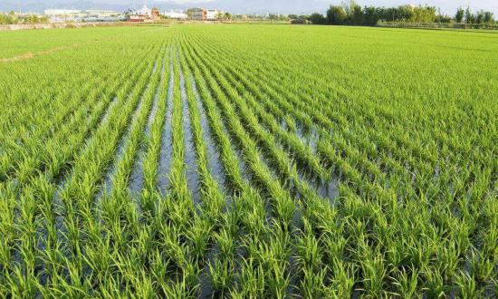 5月28日,袁隆平海水稻团队——青岛海水稻研究发展中心和袁米农业科技