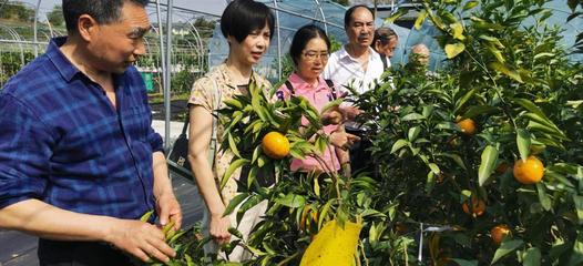 重庆铜梁区老科协:建立果蔬科研实验基地助力果苗产业高质量发展