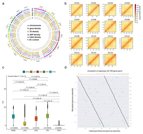 nature genetics项目文章 茶树单体型基因组组装揭示茶树的演化史
