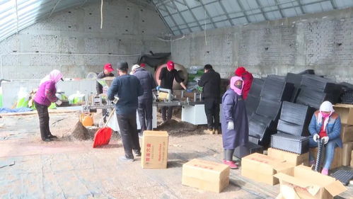 耕 新不负春 白银景泰大棚育苗忙凤凰网甘肃 凤凰网