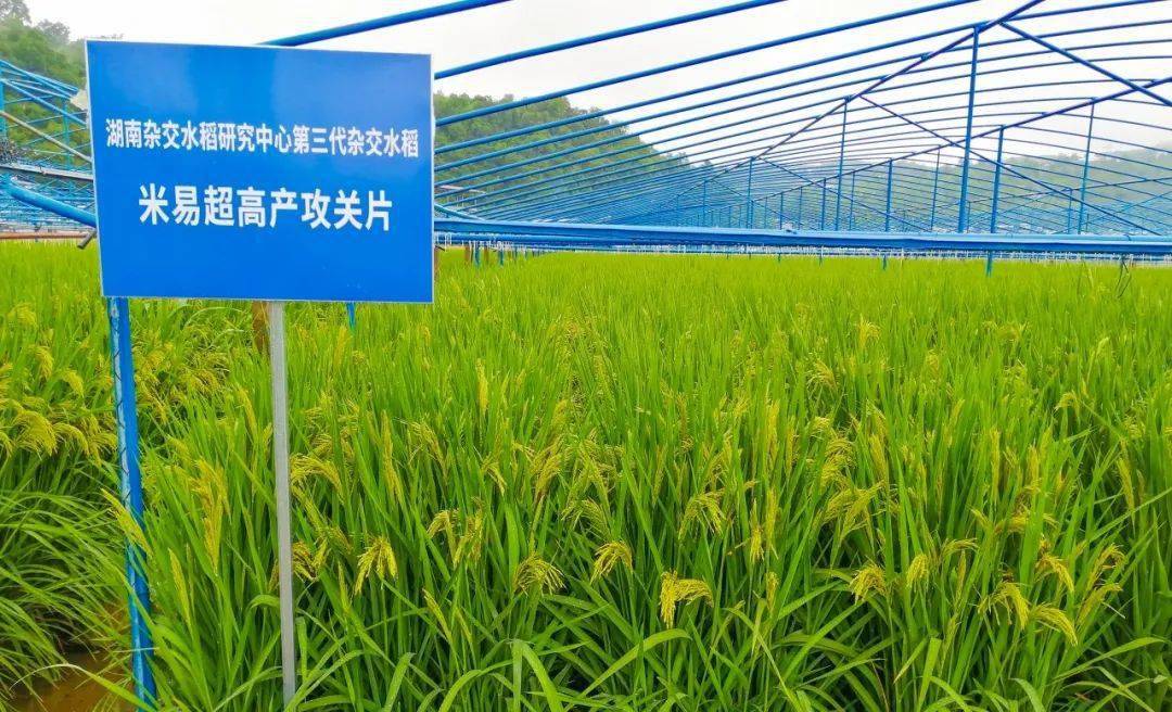 米易县超级稻引袁隆平关注_水稻