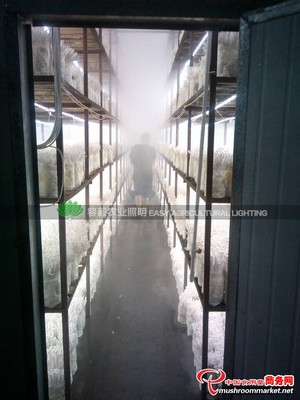 供应容毅农业照明LED蘑菇灯_LED灯_设备_供应_食用菌买卖_中国食用菌商务网