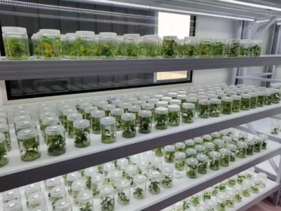 红安瑞沣种植养殖合作社:三年致力于红薯种子组培脱毒 以科技支撑农特产品高质量发展