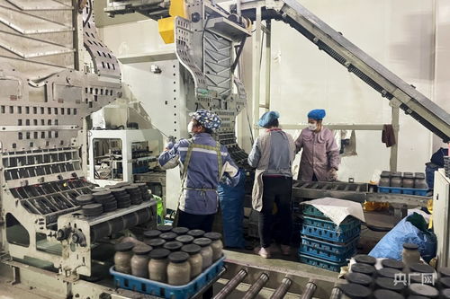 甘肃张掖 科技赋能实现扁麻菇工厂化栽培