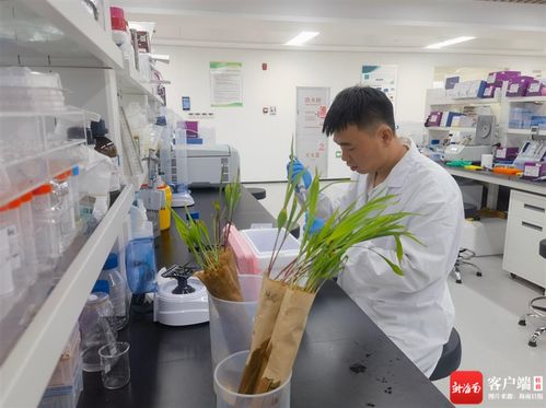 自贸港观察 焦点丨海南 让种业科研成果加速 跑 进市场