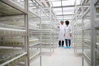 半月谈 | 小土豆,大突破 马铃薯种业高质量发展观察