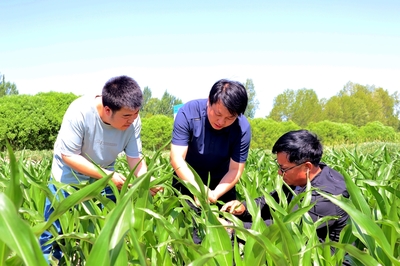 临泽县人民政府-临泽:盐碱滩变身“希望田” 综合治理激活土地新生