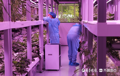 芦花新闻|黄河三角洲农业高新技术产业示范区跑出发展加速度