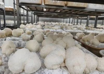科技引领产业发展 “邹城蘑菇”家族再添新贵