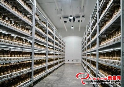 贵州省贞丰县:现代化栽培黑牛肝菌 农业产业“菌”上添花