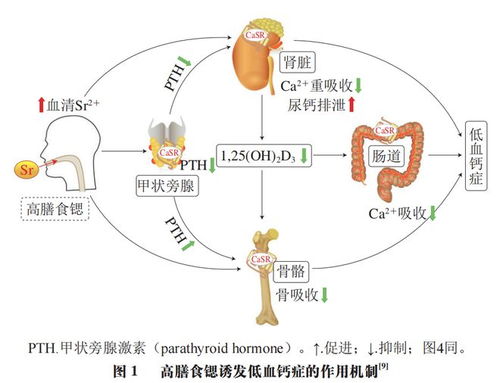 食品科学 中国农业科学院郑楠研究员等 食品中锶功能的研究进展