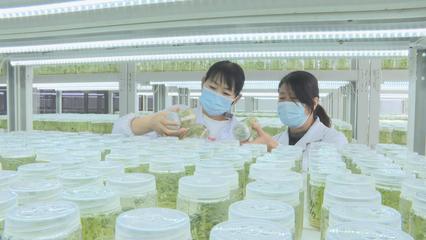 中国·山丹-山丹:农业“芯片”赋能希望田野