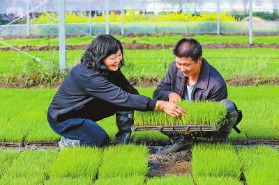 河南小麦高质量发展节奏加快 关键“五招”中原粮满仓