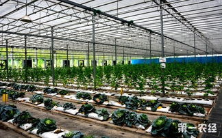 我国61项农业科技产品走出国门
