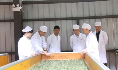 科技赋能茶香——中国农业科学院茶叶研究所专家团调研指导昌宁茶产业发展