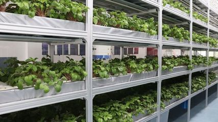 遨游太空的梅州金柚种子回家了！梅州高新区金柚种子成功完成航天搭载实验