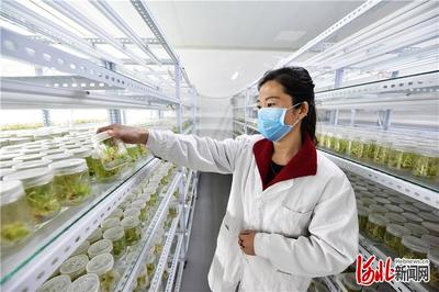 凝心聚力奔小康 | 定州 古城勃兴扮靓'节点'，农业科研引领发展