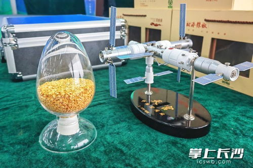 樟树港辣椒太空种子育种实验在湘阴启动 农业科技迈向新高度