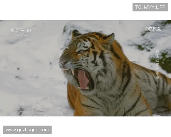 你敢信？大猫传奇里隐藏的7个惊天阴谋，看完我沉默了！